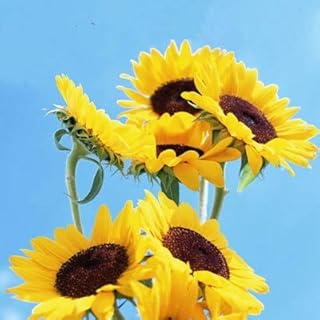 new 10 pcs Sunflower seeds for gardening Yellow 5: Only Seeds