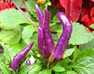 Potseed Pepper Chilli Cayenne Violet 60 بذور البذور: البذور فقط