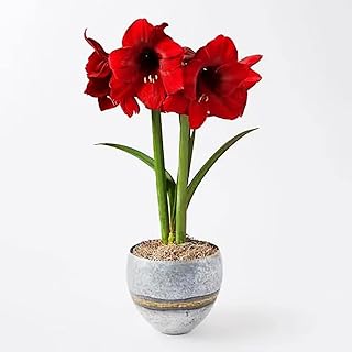 2rote Amaryllis Zwiebeln chönes angenehmes Aroma geeignet Zum Pflanzen im Garten Grünfläche ausgezeichnete Wahl für Blumenbeete and Hoochbeete