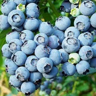 Fruity Blueberry Plant: BLUECROP-Superb Easter, Birthday,Plant & Flower for Mum,Mom,Dad,Grandad,Him,Her