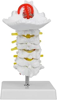 نموذج فقرات عنق الرحم البشرية 1:1، نموذج تشريحي للعمود الفقري العنقي مع الشريان السباتي، نموذج تشريحي للاعصاب والعمود الفقري لمختبر العلوم