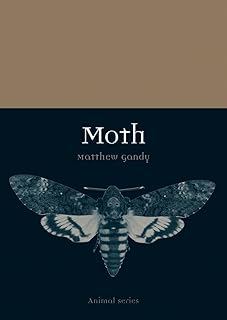 Moth