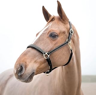 HORZE Largo Genuine Leather Horse Halter | Adjustable Padded Noseband and Crown