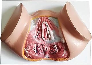 نموذج عجان انثى من انباب، نموذج انثوي للفرج والبول المثلث للشرج والجهاز التناسلي، نموذج تشريحي كامل، للتشريح والفن