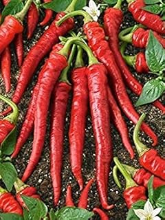 Germinazione I Semi: 100 - Semi: Cayenne Grande Red Pepper Spesso-Hot، سميك Concretizzati Frutta-Brilliant Scarlet Rosso !!: بذور فقط