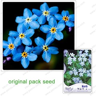 بذور بذور 60 بذرة / عبوة، لا تنسى عن بذور syluatic, Forget me Fiore Woods in Pot of Bonsai Seedss Domestic Gardens: Only Seeds