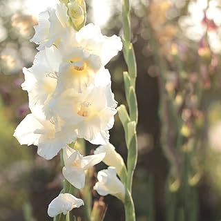 10 قطع Gladiolen Zwiebeln einzigartig charmant in Hofblumen gepflanzt können die Luft reinigen die Umgebung verschönern die Menschen entspannen und einen Hauch von Farbe hinzufügen