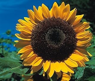 Sunflower - Giant Yellow 3 metre Plus - 80 Seeds