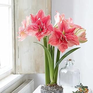 قطعتان من Roze Amaryllis bollen Amaryllis bloem exotische mooie bloemen bloeiende formaat BOL thuis Pot Decor mooi Van kleur en heeft EEN Hoge sierwaarde