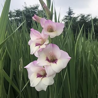 10 rosa Gladiolus Zwiebeln große blühende Extrem duftende Blumen Hybrid Gladiolen die Schmetterlinge anziehen Bienen offene Bestäubung Einfach zu pflanzen