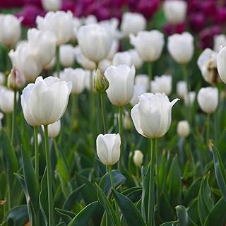 10 قطع من Tulpenzwiebeln exotische Mystery Blumen Terrasse Garten Zimmerdekoration Auswahlmöglichkeiten die von Menschen geliebt Werden pflegeleicht anfängerfreundlich