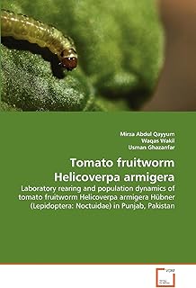 Tomato fruitworm Helicoverpa armigera