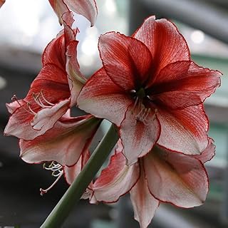 2 rote Amaryllis Zwiebeln Leicht zu pflanzen für den Außenbereich Rand Blumensorten für Garten Zuhause Balkon Zäune Hof Dekorationsblumen für Sammler seltener Zwiebeln