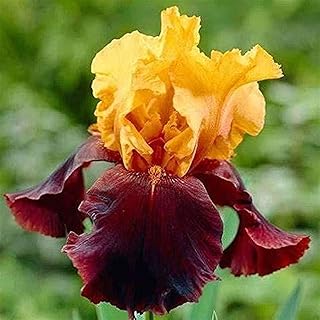 5 قطع rote gelbe Iris Zwiebeln berühmte Blumen unverzichtbare exotische Dekorationen schaffen eine andere Elegante Atmosphäre ziehen die Aufmerksamkeit der Menschen auf pflegeleicht