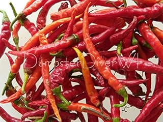 Cayenne Long RED Slim Heirloom Pepper حار جدا 100+ بذرة عضوية غير معدلة وراثيا: بذور فقط