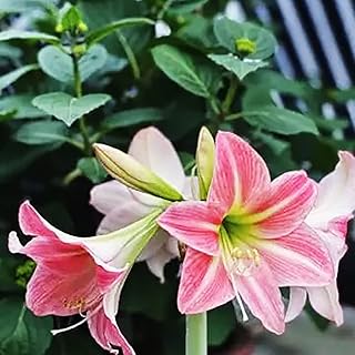 قطعتان من Roze Amaryllis Bollen Mooie Grote Rode Bloemen Aangename Decoratie Unieke Geur Bloei voor Indoor Bloemstukken en Boeketten