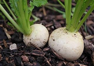 - Turnip Snowball 720 (1.5g's Approx.) Vegetable/Fruit Seeds