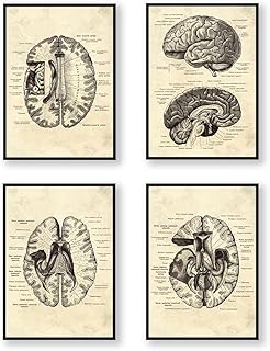 ملصقات تشريحية لعلم الاعصاب والدماغ البشري بتصميم فني طبي مطبوع عليها راس تشريحي لطبيب الاعصاب والطبيب النفسي والطبيب النفسي وديكور المكتب (SKU10، 4 قطع، 20×30 سم، اسود