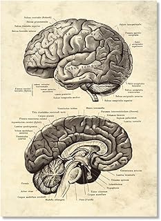 بوستر تشريحي لعلم الاعصاب والدماغ من كوبابيج، هيكل الدماغ البشري، رسم فني طبيب اعصاب وطبيب نفسي، ديكور مكتب (SKU6، 16 × 24 انش= (40 × 60 سم)، بدون اطار