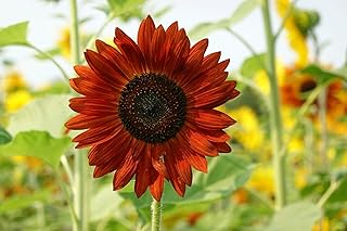 Pack of 40 Seeds - Teddy Bear Sunflower Seeds for Charming Garden Displays