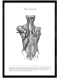 ناكنيك ملصقات تشريحية - لوحة فنية جدارية بنمط عتيق للظهر والعضلات والعظام - صور متنوعة باللونين الاسود والابيض للتشريح البشري واجزاء الجسم - مقاس ايه 4