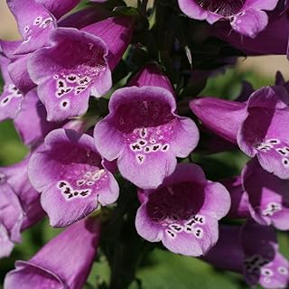 Digitalis Purpurea Foxglove Seeds - Common Wild - 2500 Seeds