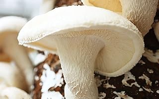 Shiitake White China Mushroom (Lentinula edodes) Mycelium Spores Spawn Seeds: Only seeds