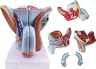 نموذج تعليمي للذكور تشريحي للجهاز التناسلي للرجال بالحجم الطبيعي لعضلات الحوض من بلاستيك PVC تشريح بشري اينباب