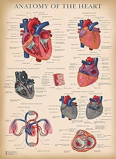 بالاس ليرنينج ملصق تشريح القلب العتيق - مغلف - مخطط تشريحي لقلب الإنسان - 18 انش × 24 انش، متعدد الألوان