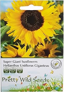 Super Giant Sunflower Helianthus annuus, 'Uniflorus giganteus' Sunflower 50 Seeds