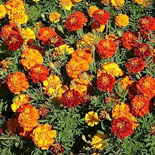 100 rote gelbe Ringelblumensamen schöne Blumen beleuchten Ihren Garten schaffen aromatischaftsgestaltungsdekoration bringen Erfolgserlebnisse