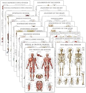 19 عبوة - ملصقات تشريحية - مغلفة - العضلات والهيكل العظمي والجهاز الهضمي والجهاز التنفسي والدورة الدموية والغدد الصماء والليمفاوية للذكور والإناث والعصبية والأعصاب الشوكية - 18 انش × 27 انش