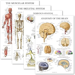 بالاس ليرنينج مجموعة ملصقات تشريحية - مغلفة - للعضلات والهيكل العظمي والجهاز العصبي والدماغ - مجموعة مخططات تشريحية (مغلفة، 18 انش × 24 انش)