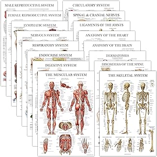 بالاس ليرنينج ملصقات تشريحية مغلفة للعضلات والهيكل العظمي والجهاز الهضمي والجهاز التنفسي والدورة الدموية والغدد الصماء واللمفاوية والذكور والإناث والأعصاب العصبية والعمود الفقري، 16 قطعة، ألوان متعددة